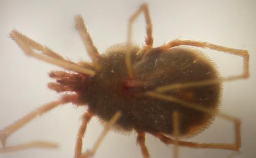 Réf. 329 265 : Erythraeus sp.